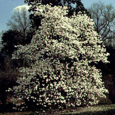Magnolia x l. 'Merrill'
