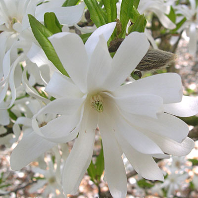 Magnolia s. 'Royal Star'
