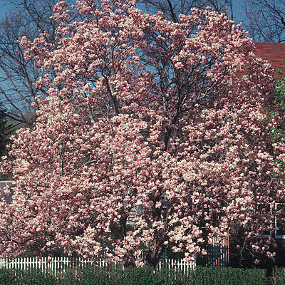 Magnolia x soulangeana