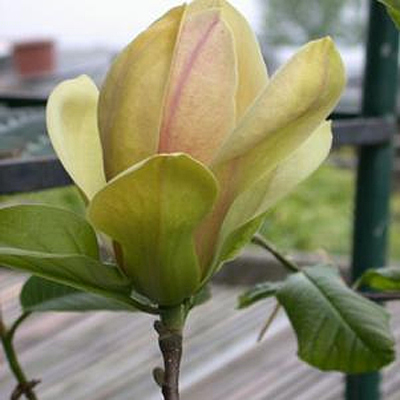 Magnolia x 'Sunsation'