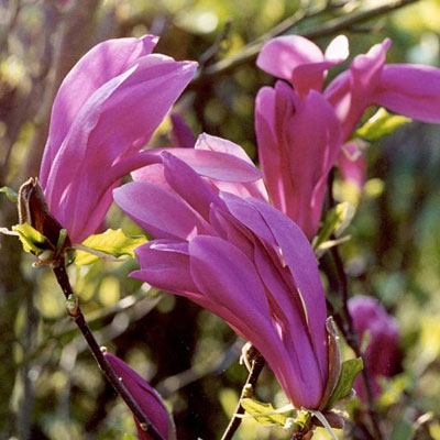 Magnolia x 'Susan'