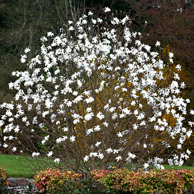 Magnolia s. 'Waterlily'