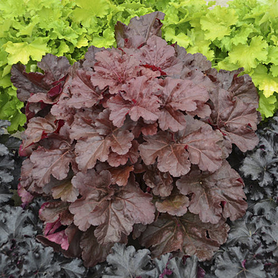Heuchera x 'Primo Mahogany Monster'