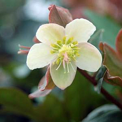 Helleborus x 'Mahogany Snow'