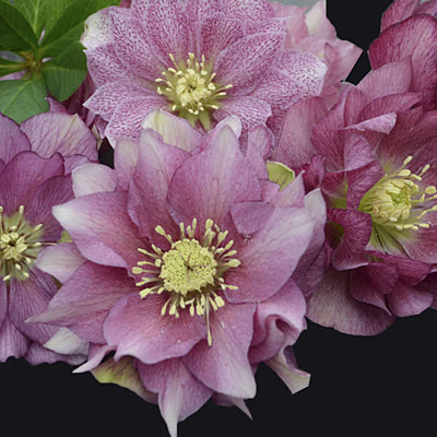 Helleborus x 'Maid of Honor'