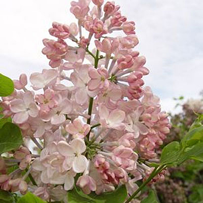 Syringa x h. 'Maiden's Blush'