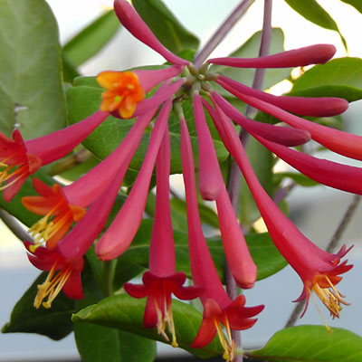 Lonicera s. 'Major Wheeler'