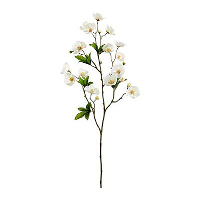 Cape Mallow Spray - Cream
