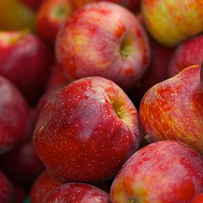 Malus d. 'Braeburn'