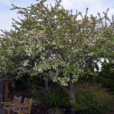 Malus x zumi 'Calocarpa'