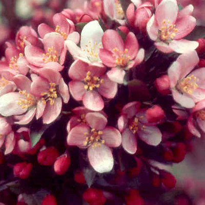 Malus 'Camelot'