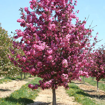 Malus 'Cardinal'