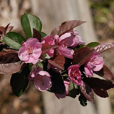 Malus hupehensis 'Cardinal'