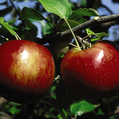 Malus d. 'Cortland'
