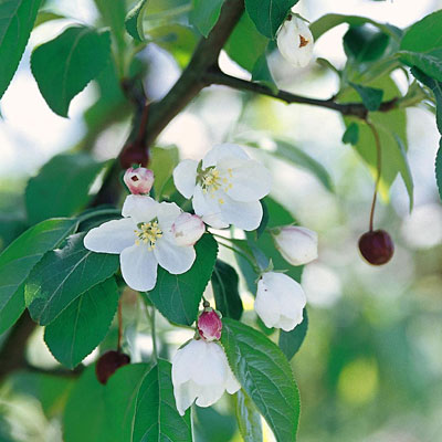 Malus 'Donald Wyman'