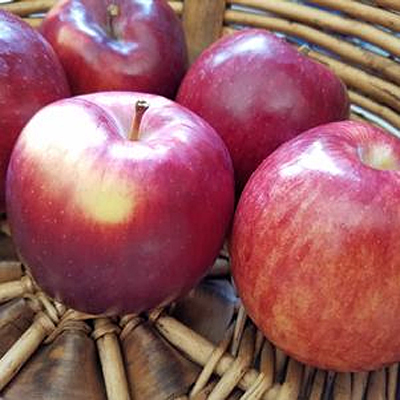 Malus d. 'Empire'