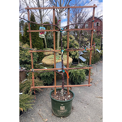 Malus d. '3 Tier Espalier' (Honey Crisp, Liberty, Akane)