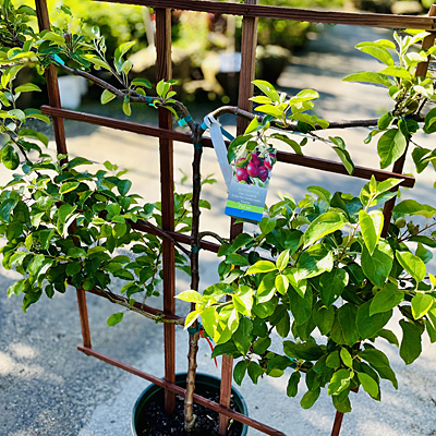 Malus d. '3 Tier Espalier' (Spartan, Gala, Honey Crisp)