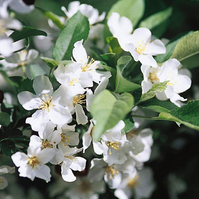 Malus sargentii 'Firebird'