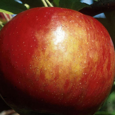 Malus d. 'Fireside'