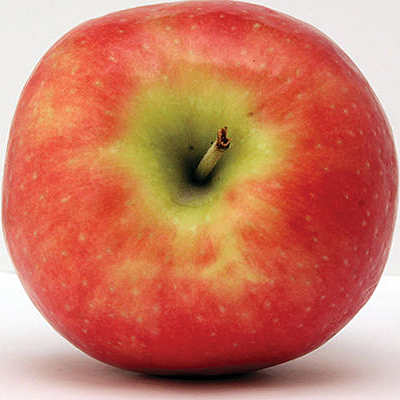 Malus d. 'Freedom'