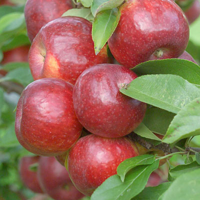 Malus d. 'Frostbite'