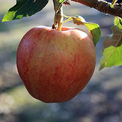 Malus d. 'Fuji'