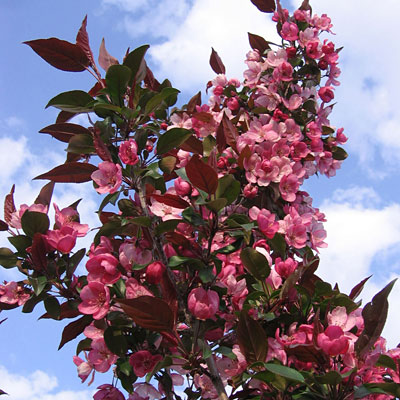 Malus 'Gladiator'