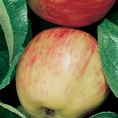 Malus d. 'Gravenstein'