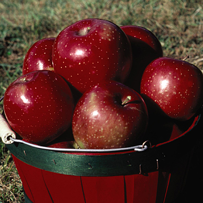 Malus d. 'Haralred'