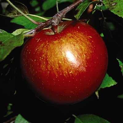 Malus d. 'Haralson'