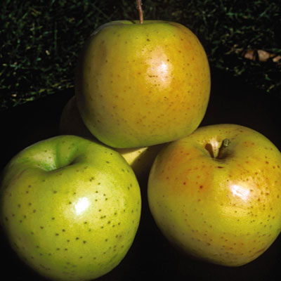 Malus d. 'Honeygold'