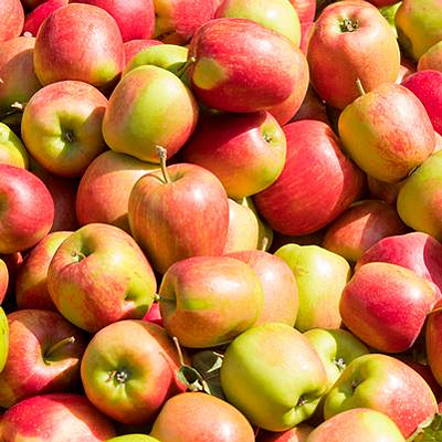 Malus d. 'Jonagold'
