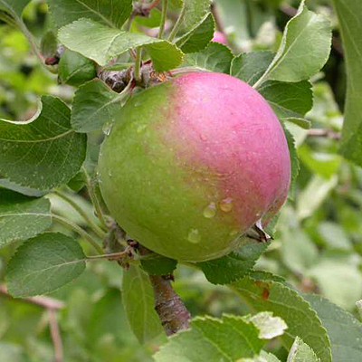Malus d. 'Liberty'