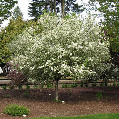 Malus 'Lollipop'