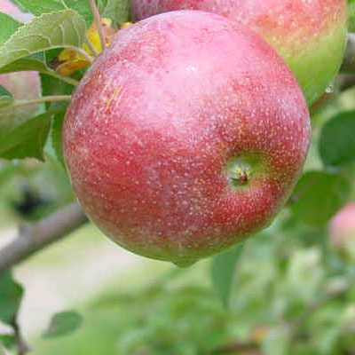 Malus d. 'Macoun'