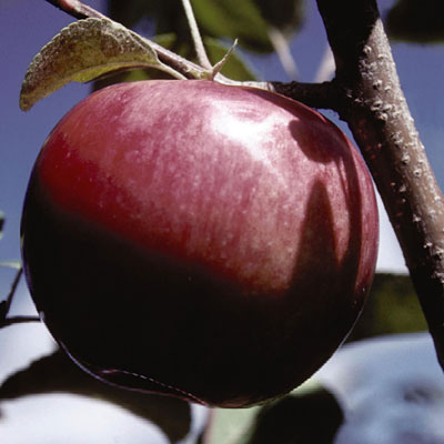 Malus d. 'McIntosh'