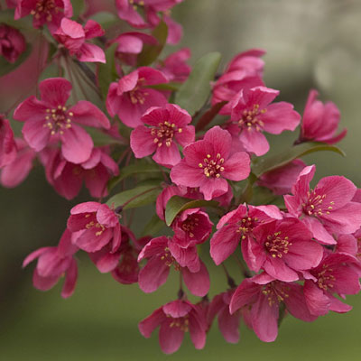 Malus 'Prairifire'