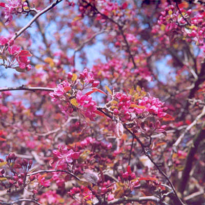 Malus 'Profusion'
