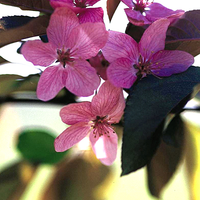 Malus 'Radiant'