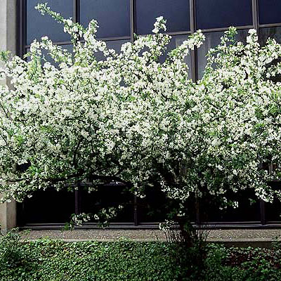 Malus sargentii