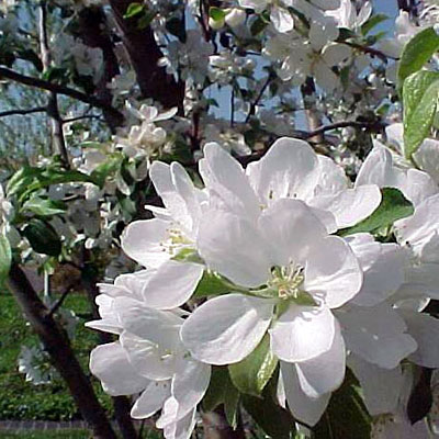 Malus 'Snowdrift'