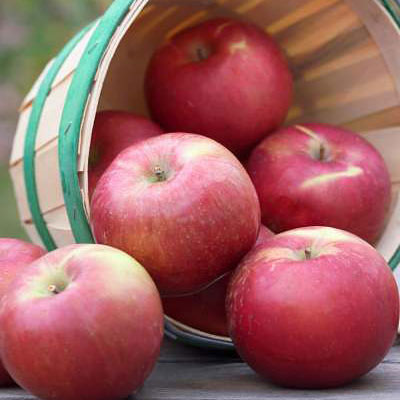 Malus d. 'SnowSweet'