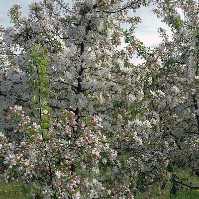 Malus 'Sugar Tyme'