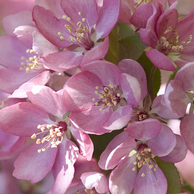 Malus 'Thunderchild'