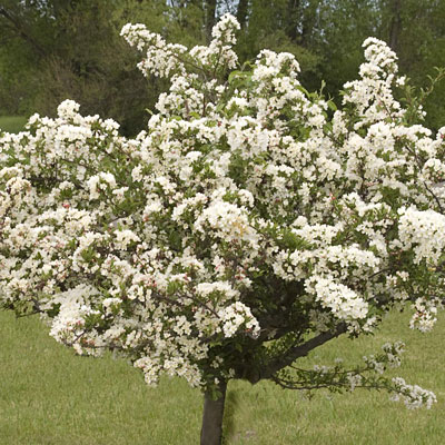 Malus sargentii 'Tina'