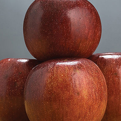 Malus d. 'Winecrisp'