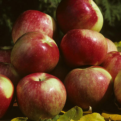 Malus d. 'Zestar!'