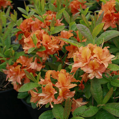 Azalea 'Mandarin Lights'