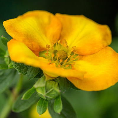 Potentilla f. 'Mandarin Tango'